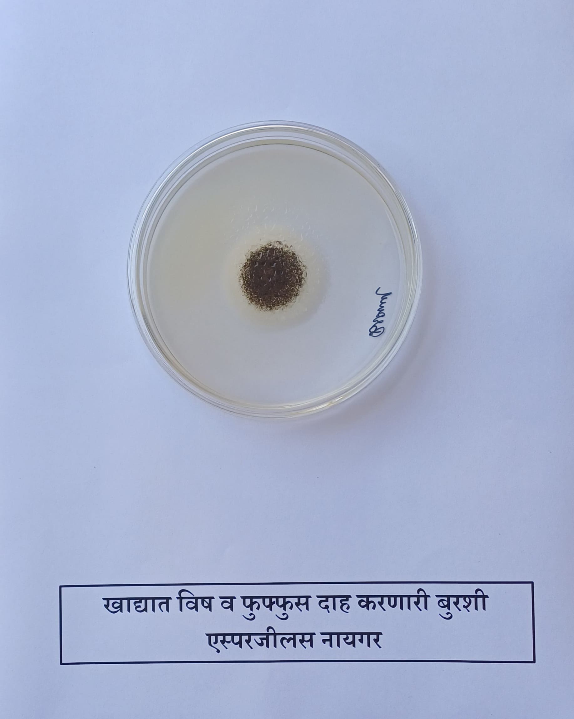 40. Aspergillus Niger